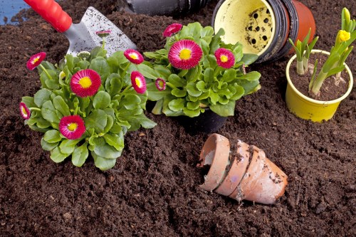 A garden bed featuring two flowering primula plants with bright pink blooms and green rosette-style leaves, situated in dark, rich soil. Adjacent to the plants, a partially buried terracotta pot lies on its side, showing soil and small debris inside. To the right, there are two small yellow and orange plastic plant pots, one with a green seedling emerging, and the other empty, both placed on the soil surface. In the background, gardening tools are partially visible, including a red-handled trowel, and a black plastic watering can, suggesting ongoing planting or maintenance activities. The scene is outdoors, with natural lighting indicating a mild, sunny day, and the soil appears freshly turned, suitable for planting. The overall setting depicts a well-maintained, cultivated garden area in Covent Garden, London, emphasizing professional outdoor gardening and planting services provided by Garden Maintenance Covent Garden.