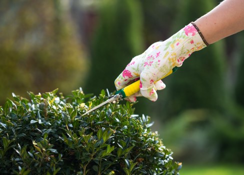Professionally trimmed hedge in Covent Garden garden