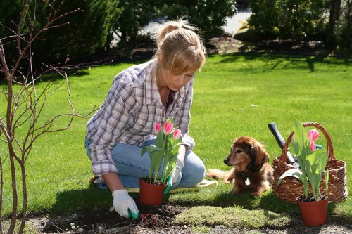 A woman with blonde hair wearing a plaid shirt and white gardening gloves is kneeling on a well-maintained lawn in a garden, planting pink tulips in a small round terracotta pot. The garden features a lush, green grass lawn bordered by a variety of trees and shrubs, providing a natural backdrop. To her side, there is a wicker basket filled with additional pink tulips and gardening tools, including a trowel. A friendly brown puppy with floppy ears sits attentively beside her, observing the planting activity. The scene is set outdoors on a sunny day, with natural light illuminating the vibrant greenery and floral elements, creating a peaceful and productive gardening environment in a suburban garden area, possibly in Covent Garden, London, suitable for professional lawn and garden care services by Garden Maintenance Covent Garden.